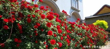 金香玉：攀援的华丽