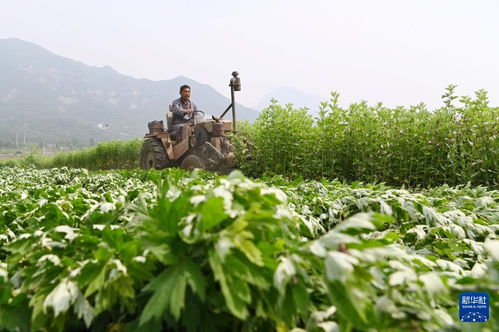 雪里红收获季，农民们忙碌喜悦