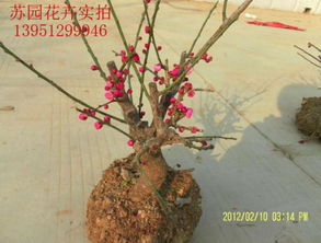 乌梅与朱砂梅：生长速度的较量