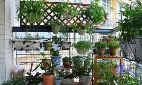 三、 陕北高原：防风固沙植物新选择