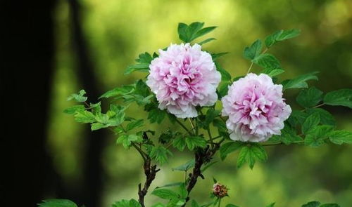 牡丹花种植的土壤准备