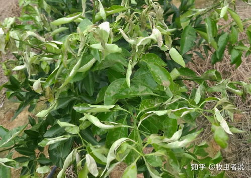 病虫害多， 农药得适量加