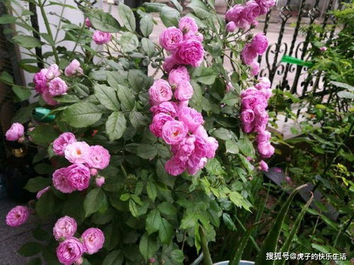 气候条件是关键