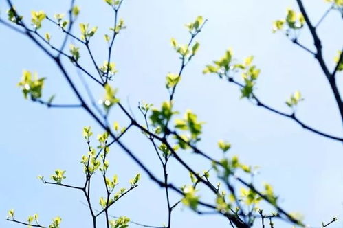 微波炉烘干新潮流， 腊梅花干燥新方法