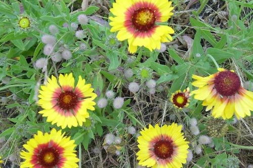 生长温度要适宜