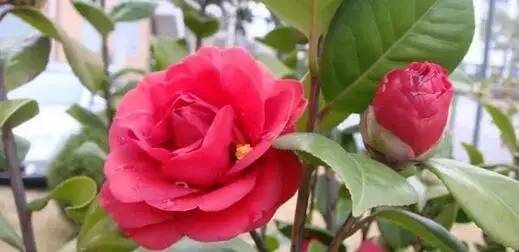 三、 定期补充养分