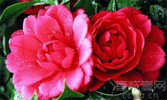 茶花的美妙与食用之道