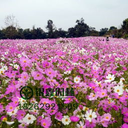 商务用花，美丽又大气