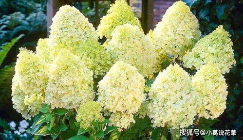 圆锥绣球：东北的冬日之花