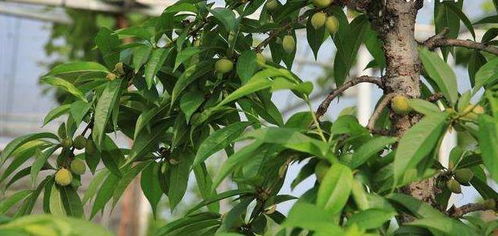 一、 啥是多菌灵