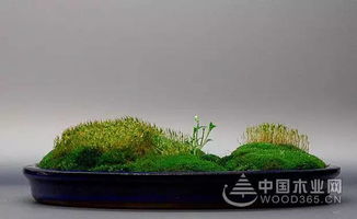 苔藓繁殖，如何制作泥炭土