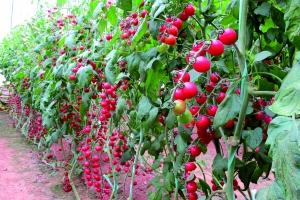 南阳月季太空育种成功，开启星际植物培育新篇章？