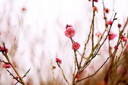 适合福州种植的花卉推荐