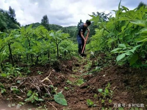 芭蕉家庭种植技术，如何选择适宜的种植环境