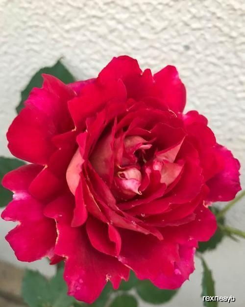 马萨德医生：浓草莓香气