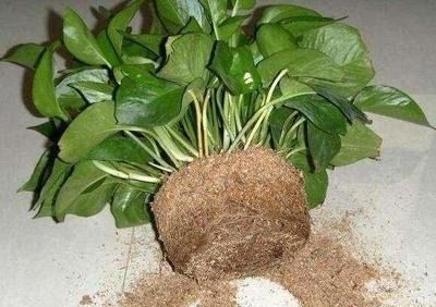 绿萝用椰糠种植，为什么生长得更好