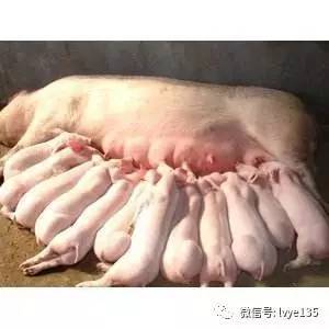 夏季母猪临产，科学饲养