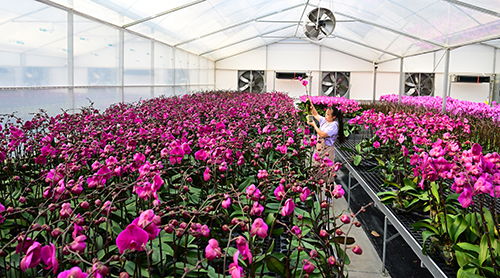 云南花卉种植基地：美丽花朵的摇篮