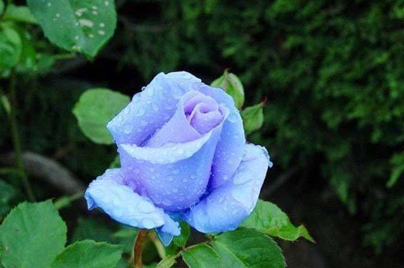 月季花开，气场独领风骚