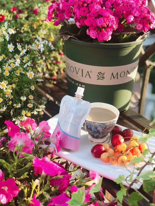 花期持久， 养护简单