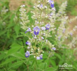 春天毛鹃的复苏之季