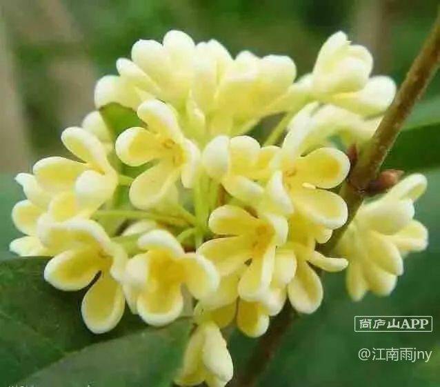 2、 处理桂花，去除杂质
