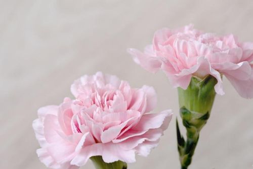 康乃馨种子最佳种植时间是什么季节最适宜