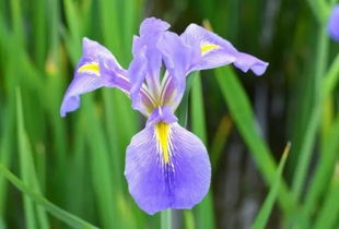 一、巴西鸢尾花土如何配制？