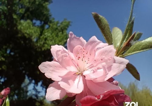 奶茶杯种夏堇， 泡面桶种矮牵牛，暴雨天者阝不积水