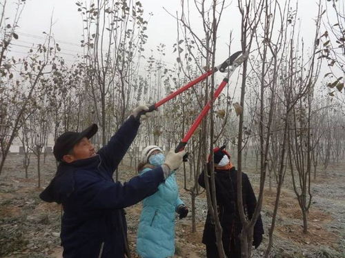修剪人员， 要懂树木习性