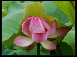 出水芙蓉的美丽之谜