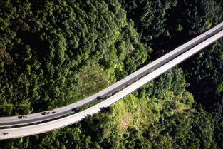 那先说说侧柏吧，这个家伙便宜又好养