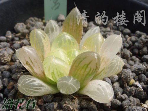 玉露浇水过多怎么办？如何避免烂根