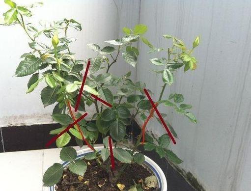 月季修剪花苞时小苗花苞如何修剪才能更好地养护和促进生长