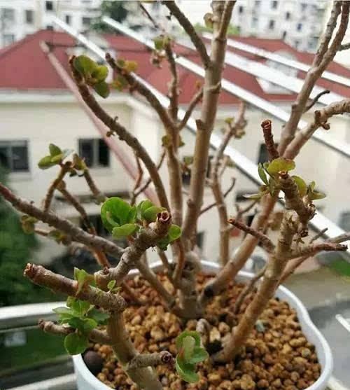 长寿花浇水过多，如何挽救