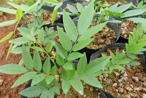 黄花梨苗的根与传承