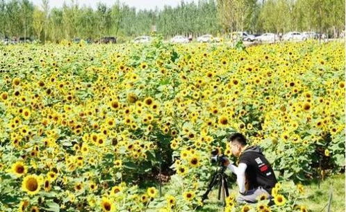 巴彦淖尔市遭遇大量向日葵种子涌入