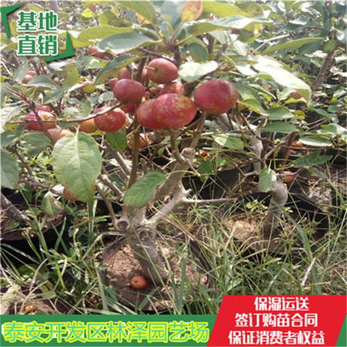 探寻40年木瓜海棠的价值之谜