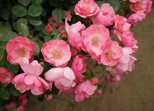 修剪技巧大揭秘