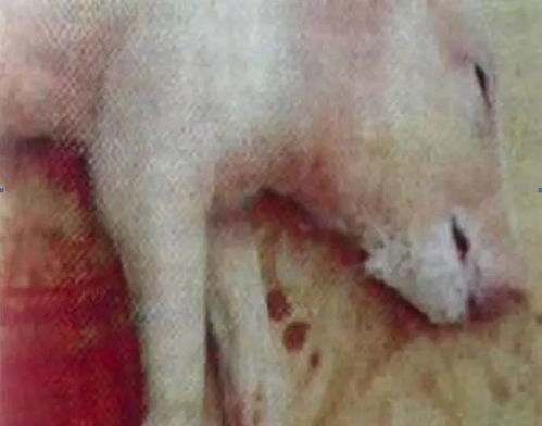保育猪口吐白沫，非单纯呕吐，如何与伪狂犬病区分？