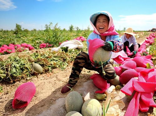 北方甜瓜种植最佳月份是什么如何根据北方气候变化选择种植时间