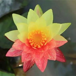 睡莲，水中仙子