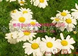 除虫菊的园艺领域应用