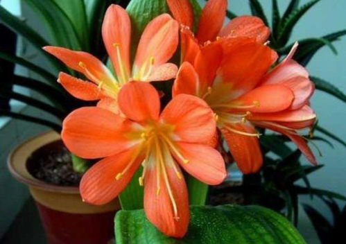 牡丹花的存活之谜