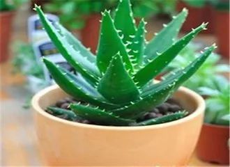 芦荟擦脸，如何正确使用才能护肤又安全
