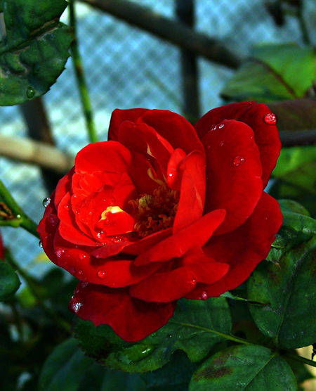 红色花朵褪色怎么办？