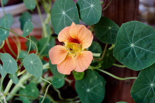 种子发芽年限强调