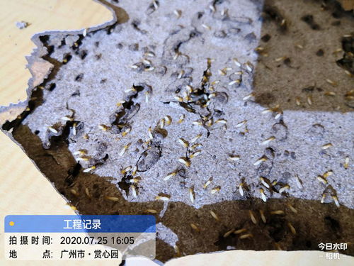 如何寻找白蚁的巢穴