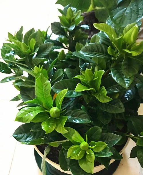 三叶青品种的特点