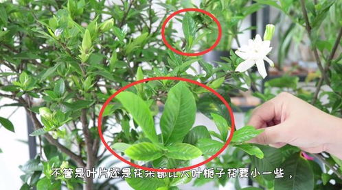 枝枝花养殖方法和注意事项有哪些，如何避免常见病虫害